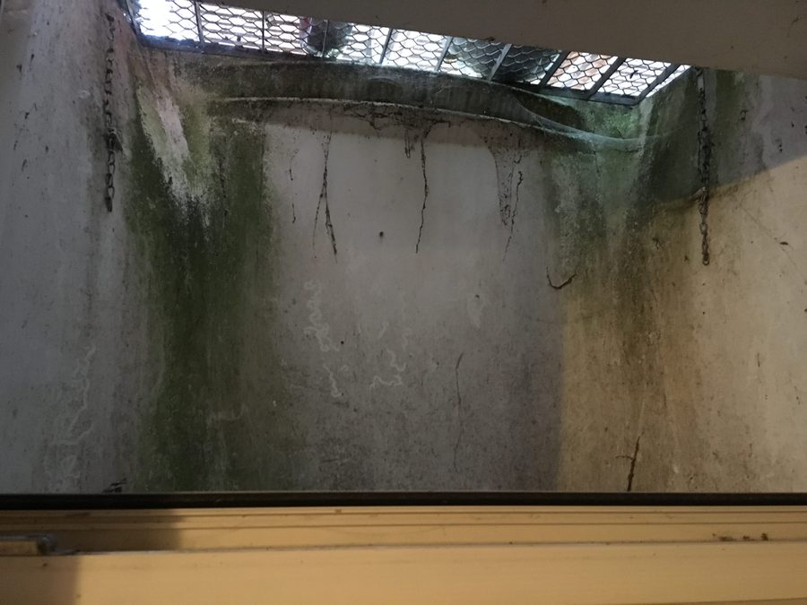 Kellerlichtschacht vor der Reinigung mit Moos, Algen und Spinnweben